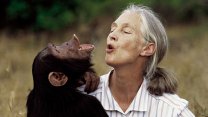 Jane goodall and a chimp whoop joyfully, just inches away from one another.