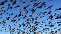 dozens of bats flying against a blue sky