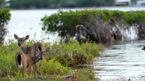 Two deer on a grassy marsh