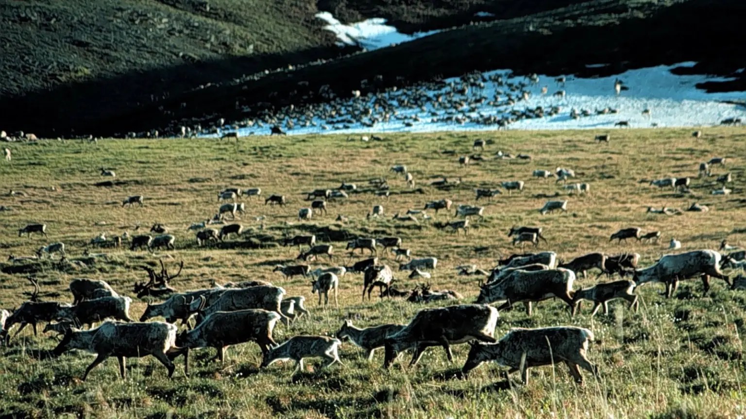 Caribou grazing next to the water.