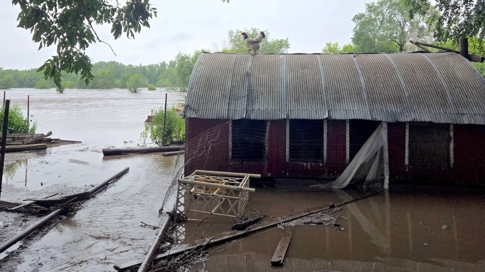 A flooded chicken coop with a chicken on the roof