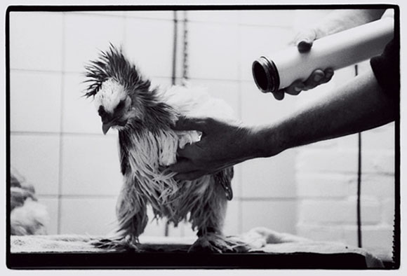 Grooming a prize Brahma chicken for competition.