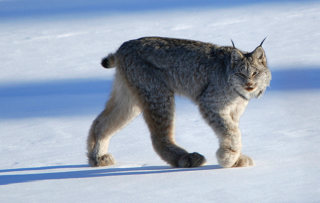 Canadian lynx