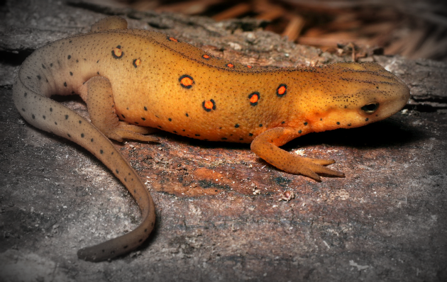 Eastern newt: