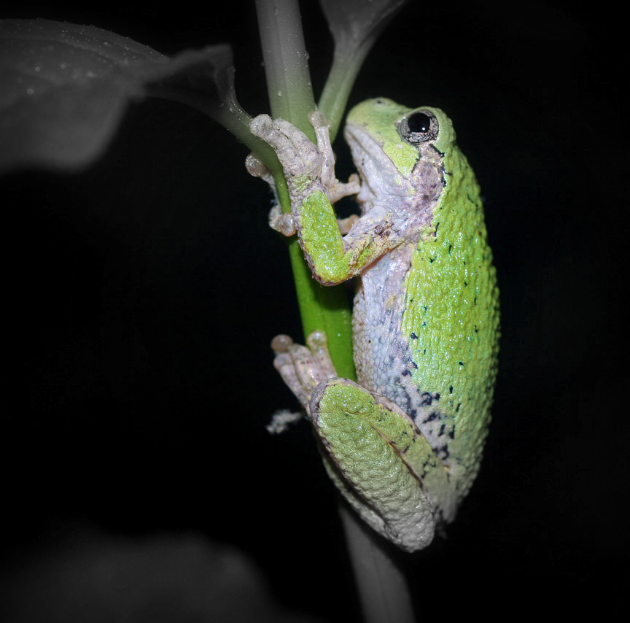 Gray tree frog: