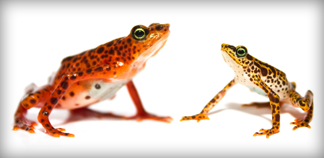 Toad mountain halrequin frog: