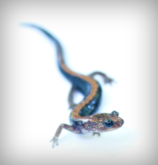 Shenandoah salamander: