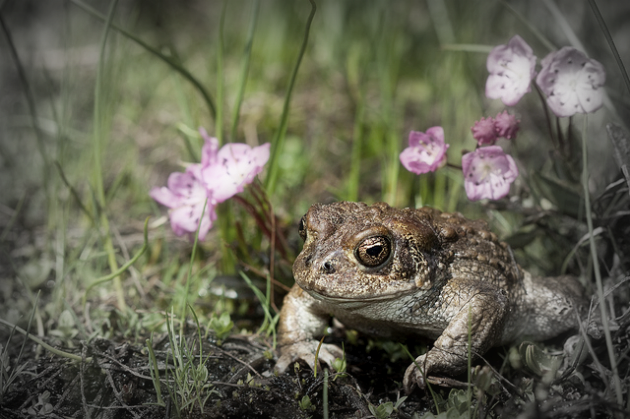 Yosemite toad: