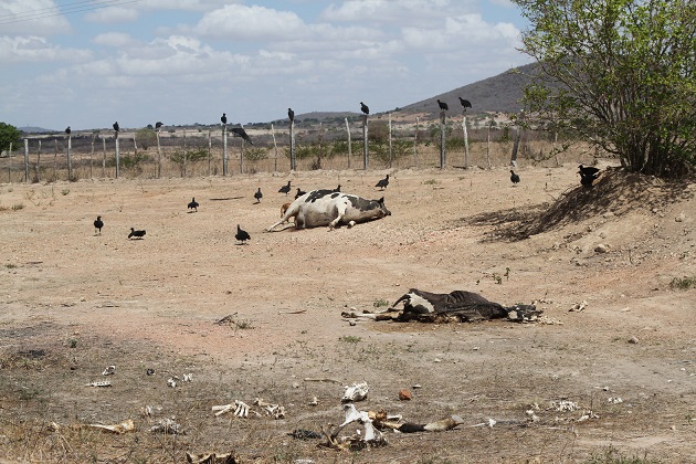 Dead farm animals in Pesqueira, northeastern Brazil. 
