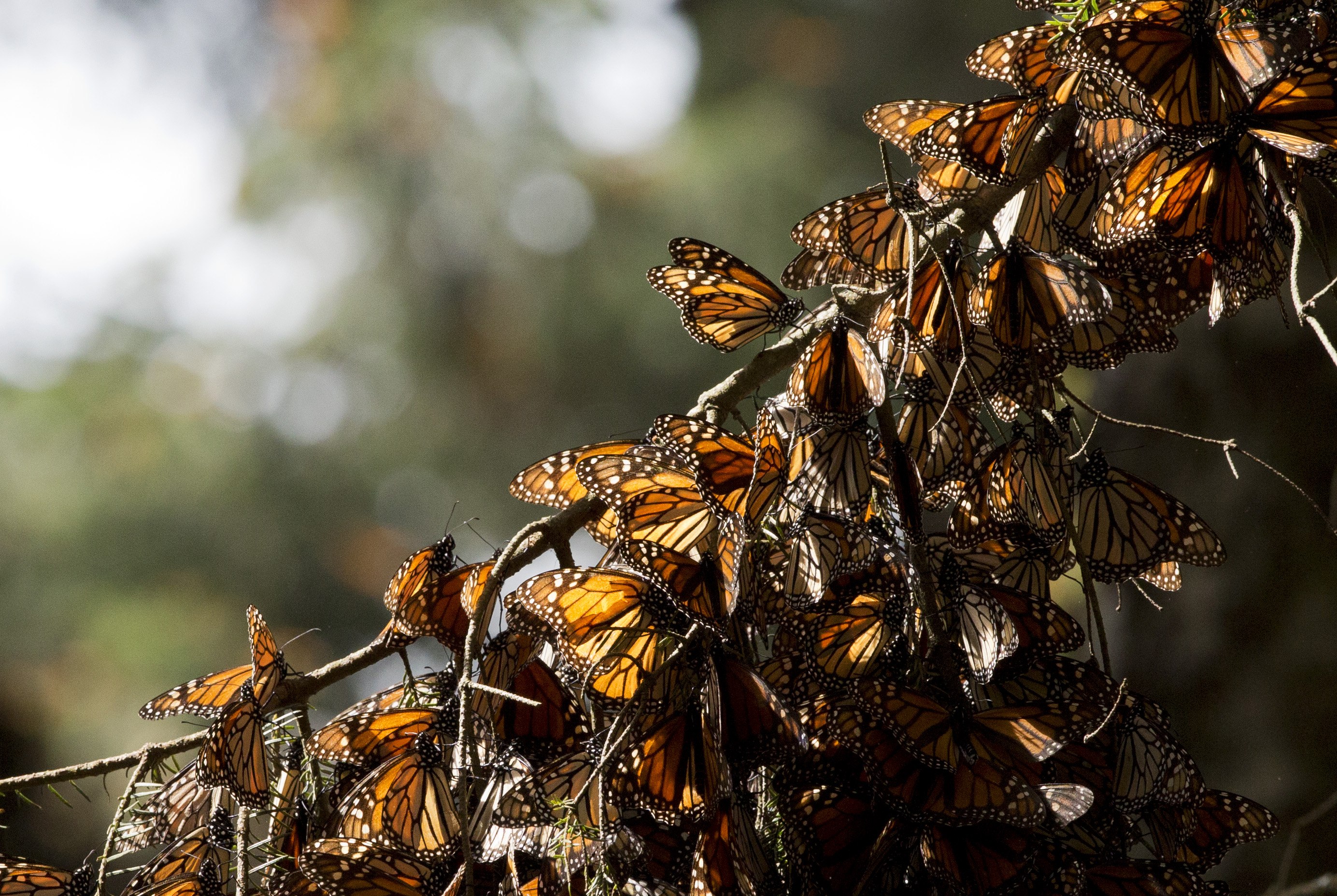 Monarch butterflies on branch