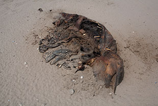 Dolphin carcass