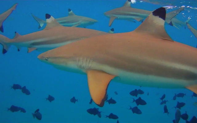 Blacktip reef sharks: Jon Rawlinson via Wikimedia Commons