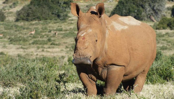A Big Middle Finger to Thandi's Attackers Courtesy of Kariega Game Reserve