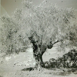 Tale of a Tree by Vera Tamari