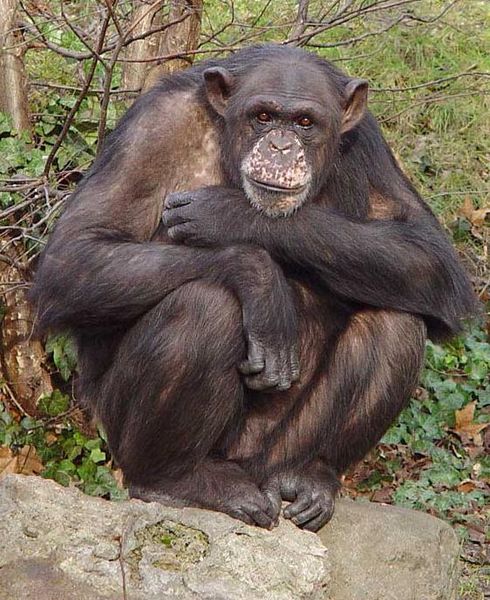 490px-MattiParkkonen_chimpanze1.jpg