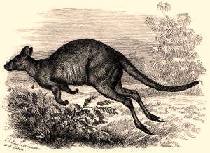 kangaroo300.jpg