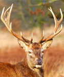 red-deer-stag.jpg