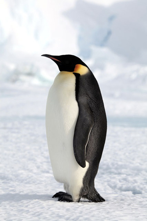 penguin vertical